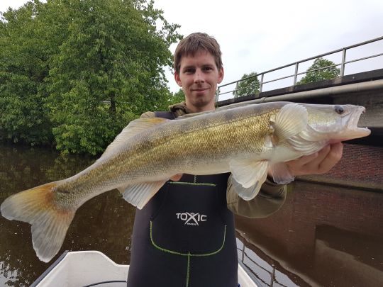 Zander