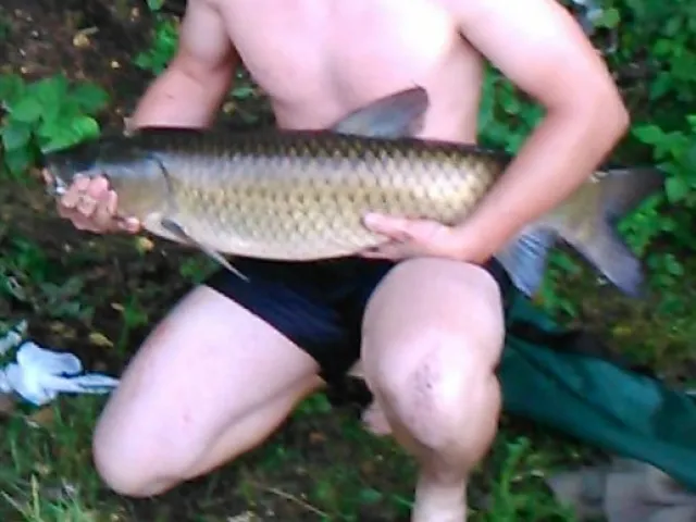 Graskarpfen