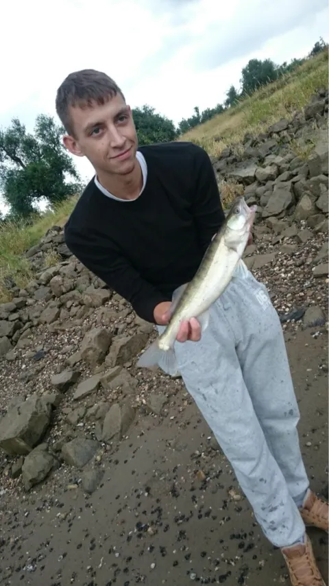 Zander