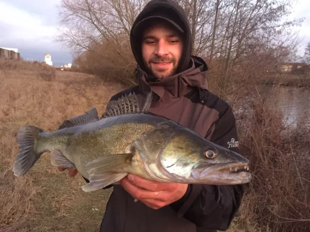 Zander