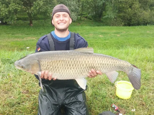 Graskarpfen