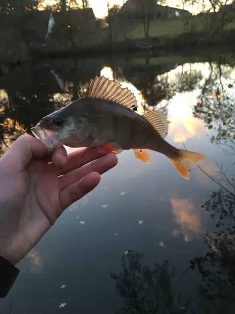 Flussbarsch