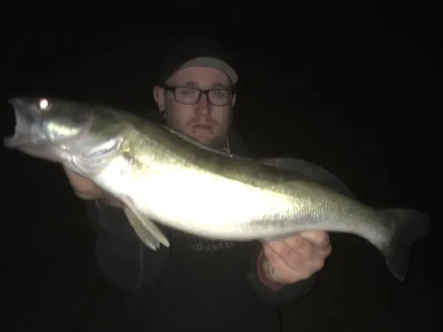 Zander