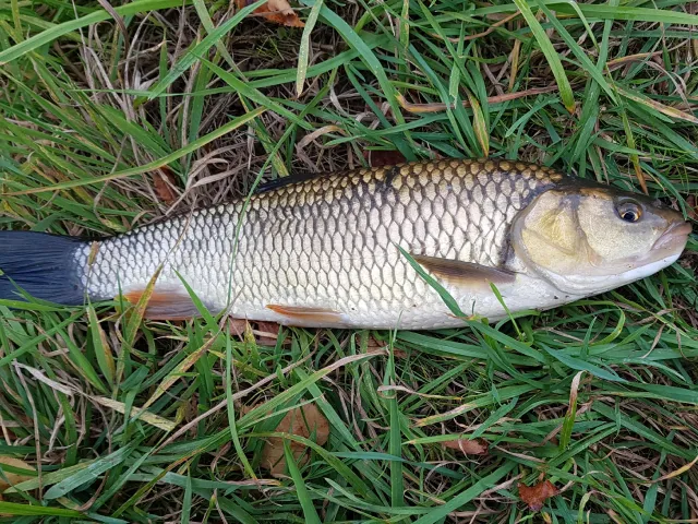 Döbel