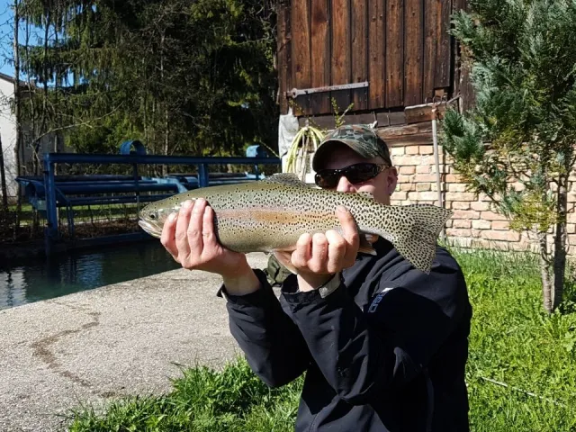 Regenbogenforelle