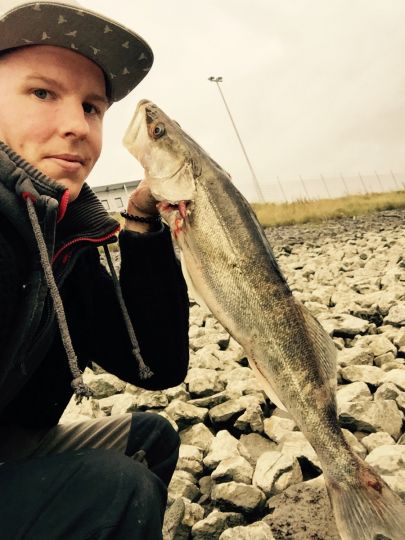 Zander