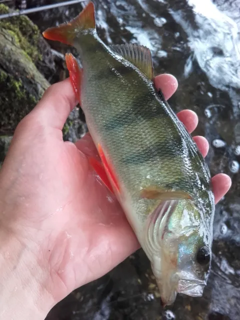 Flussbarsch