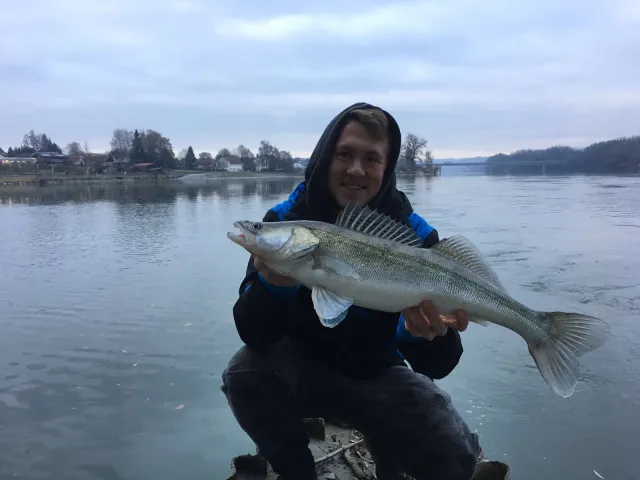 Zander