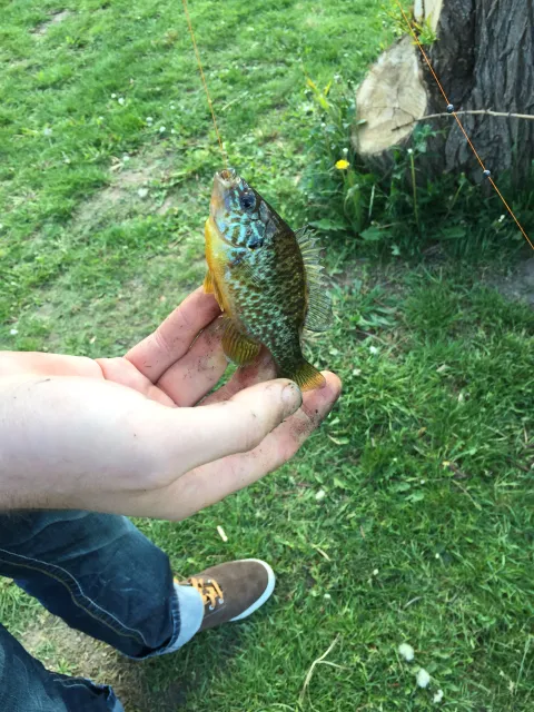 Sonnenbarsch