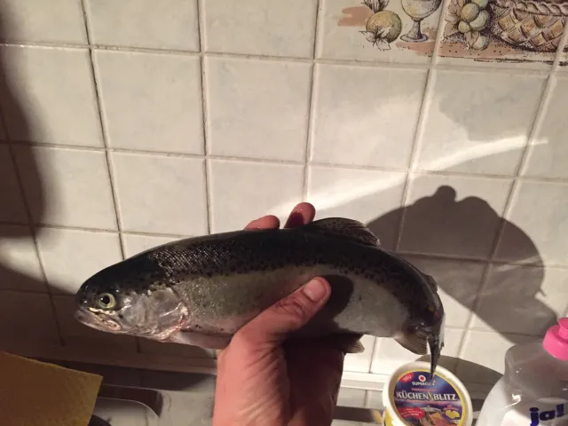 Regenbogenforelle