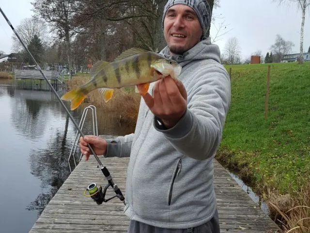 Flussbarsch