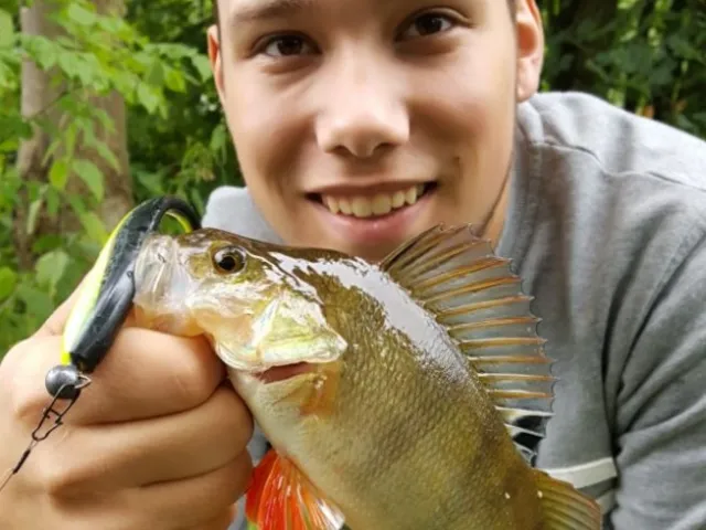 Flussbarsch