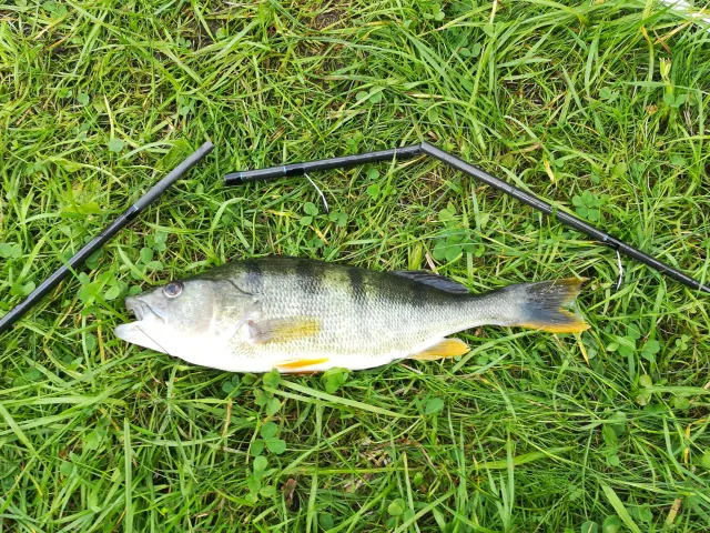 Flussbarsch