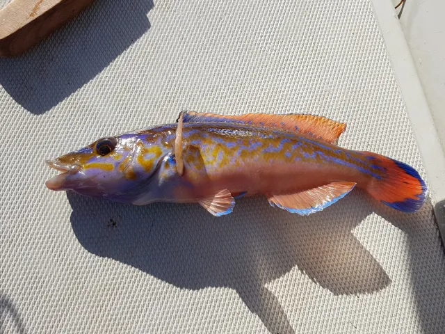 Lippfisch