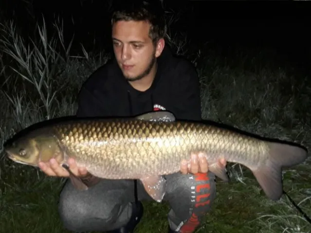 Graskarpfen