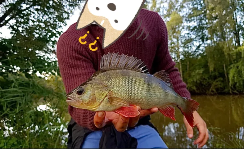 Flussbarsch