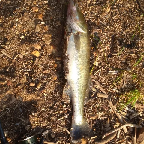 Zander