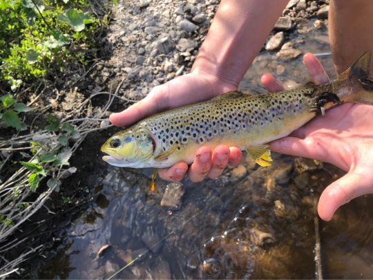 Bachforelle