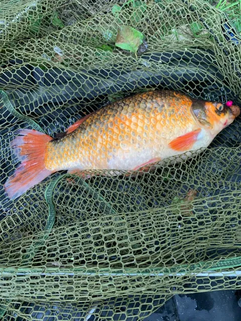 Goldfisch