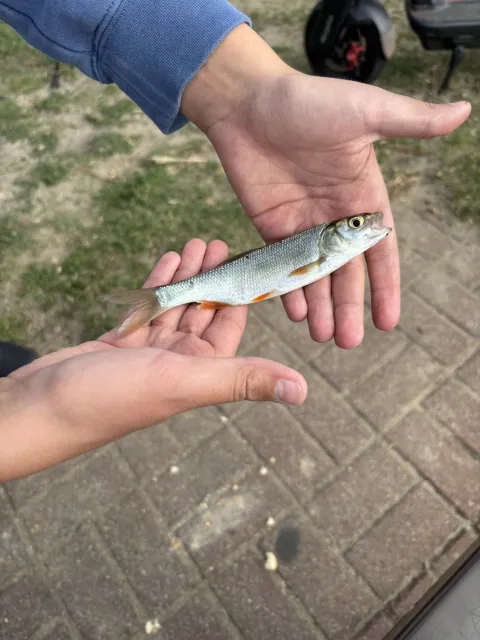 Döbel