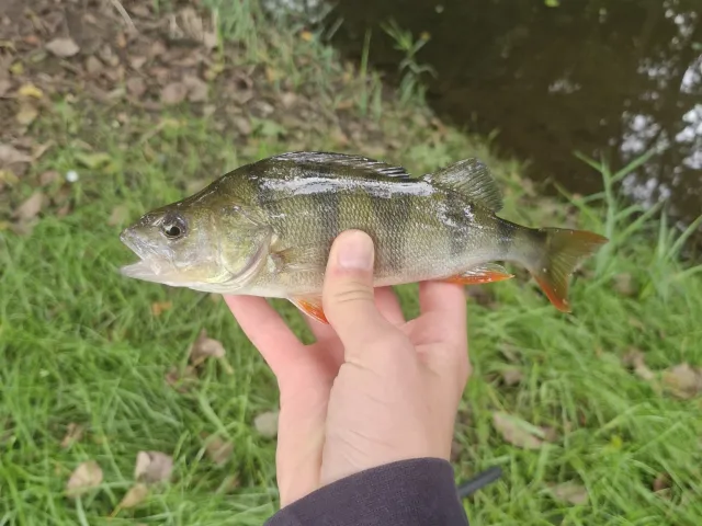 Flussbarsch