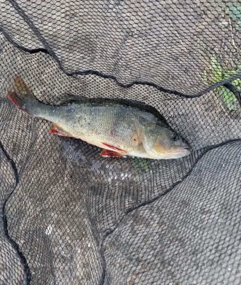Flussbarsch