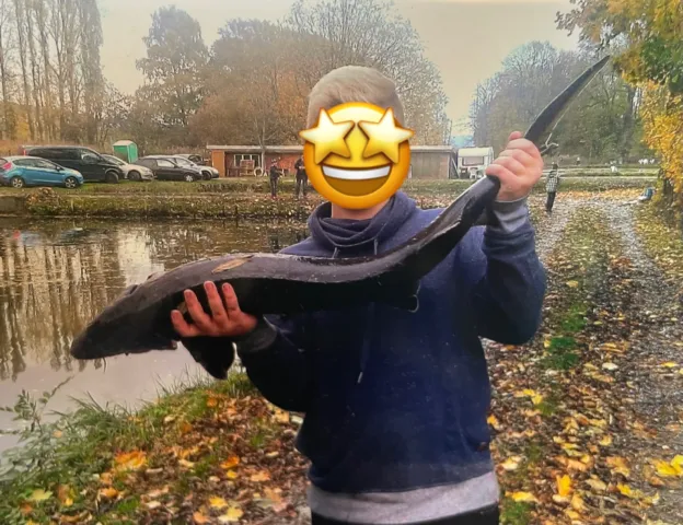 Stör