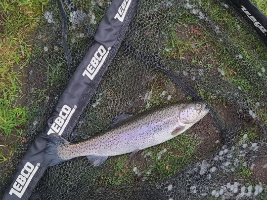 Regenbogenforelle