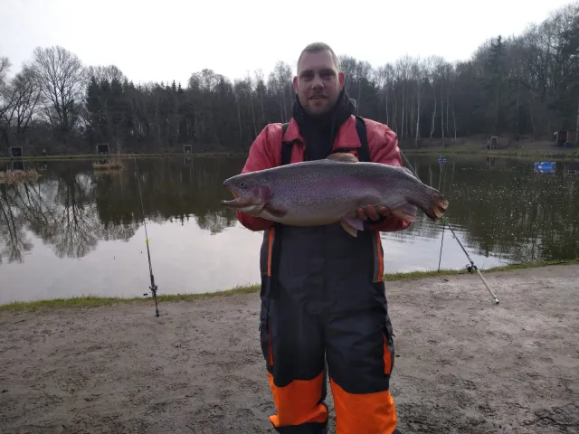 Regenbogenforelle