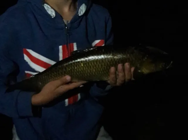 Graskarpfen