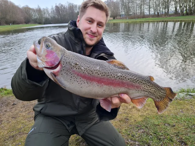 Regenbogenforelle