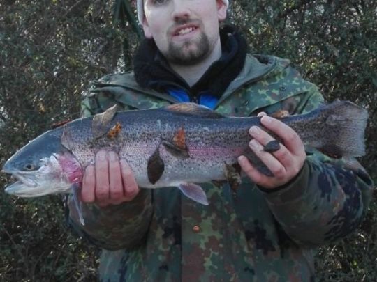 Regenbogenforelle