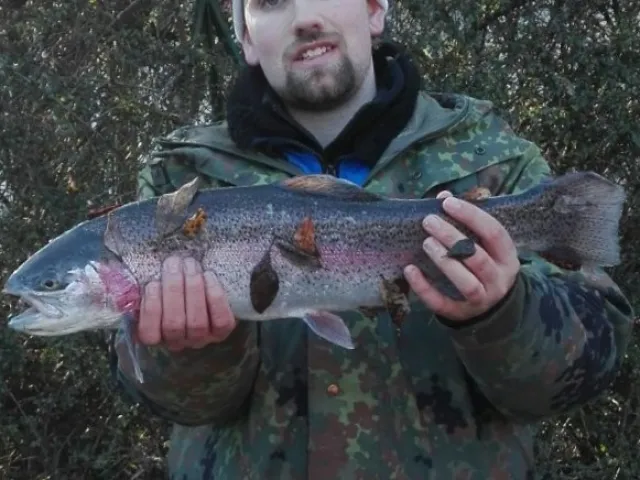 Regenbogenforelle
