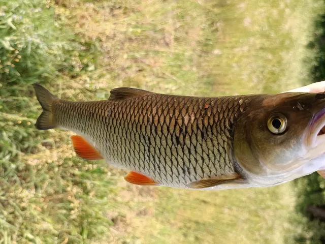 Döbel