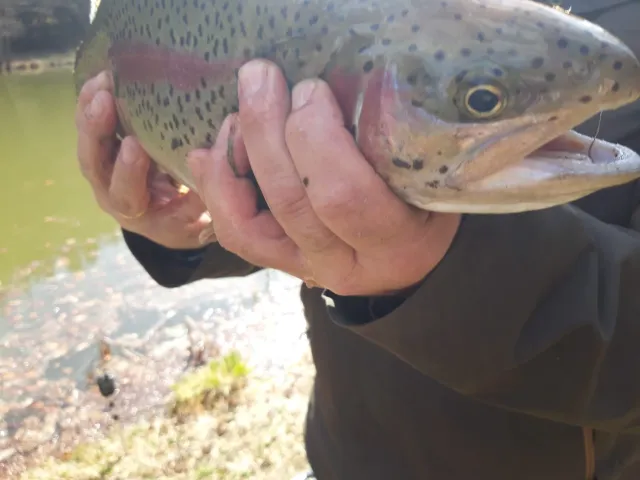 Regenbogenforelle