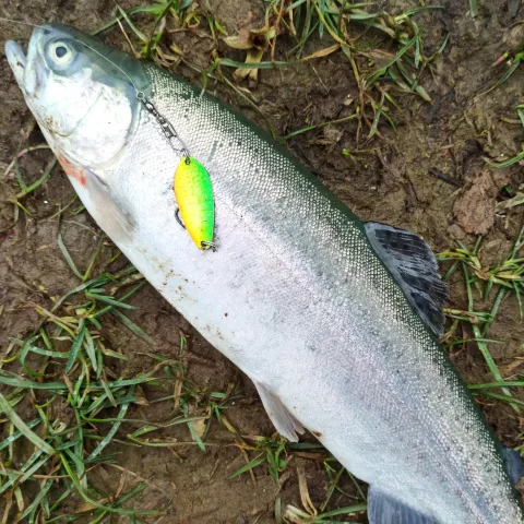 Regenbogenforelle