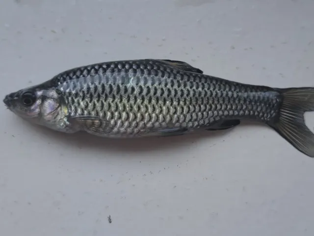 Blaubandbärbling