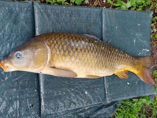 Karpfen