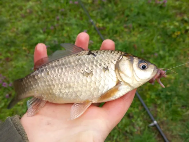 Karausche