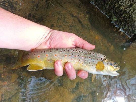 Bachforelle