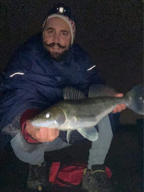 Zander