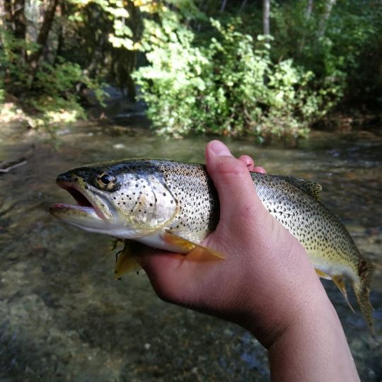 Bachforelle