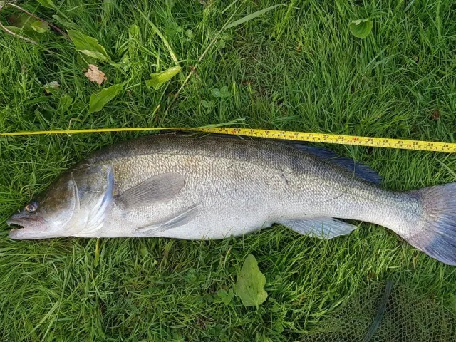 Zander