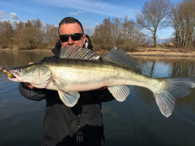 Zander