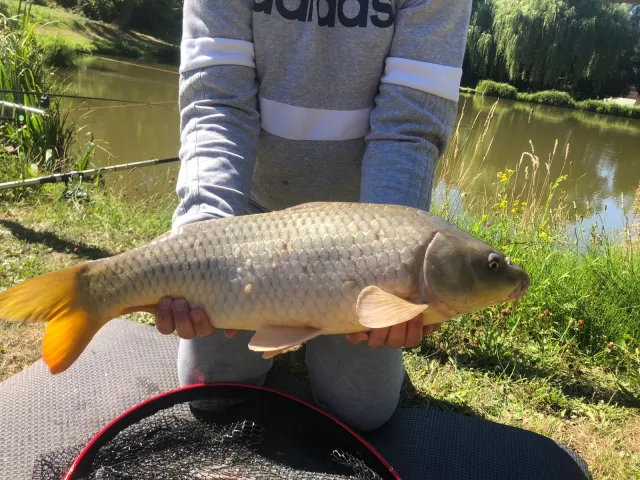 Karpfen