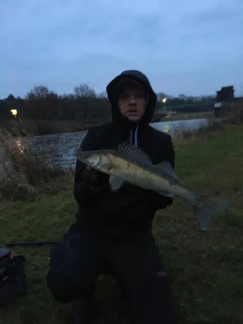 Zander
