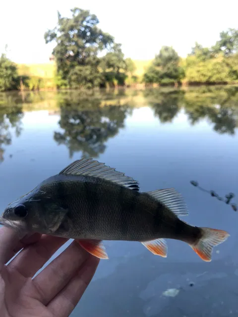 Flussbarsch