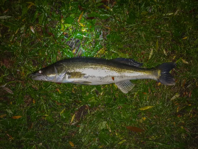 Zander