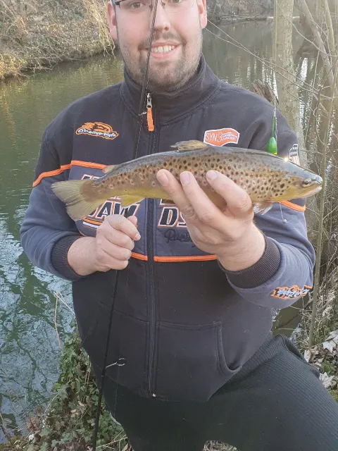 Bachforelle