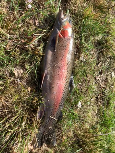 Regenbogenforelle